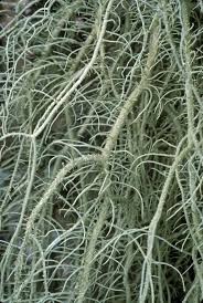 Attēlu rezultāti vaicājumam “Usnea filipendula”