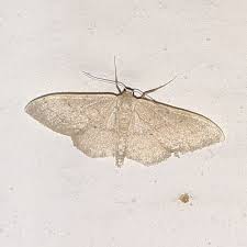 Attēlu rezultāti vaicājumam “Idaea aversata”