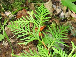 Attēlu rezultāti vaicājumam “Thuja occidentalis leaf”