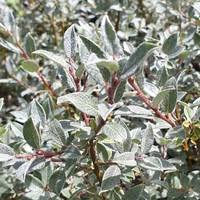 Attēlu rezultāti vaicājumam “Salix lapponum”