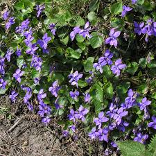 Attēlu rezultāti vaicājumam “Viola riviniana flower”