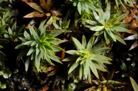 Attēlu rezultāti vaicājumam “Pogonatum urnigerum”