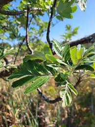 Attēlu rezultāti vaicājumam “Sorbus”