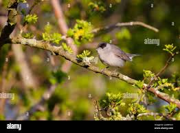 Attēlu rezultāti vaicājumam “Sylvia atricapilla male”