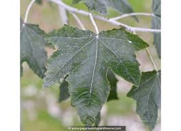 Attēlu rezultāti vaicājumam “Populus alba Nivea”