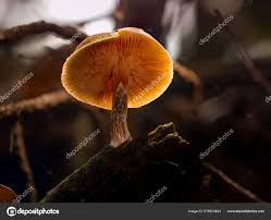 Attēlu rezultāti vaicājumam “Gymnopilus sapineus”