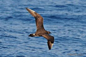 Attēlu rezultāti vaicājumam “Stercorarius parasiticus”