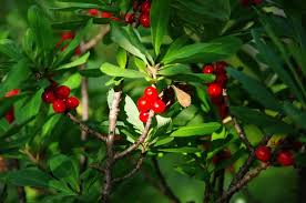 Attēlu rezultāti vaicājumam “Daphne mezereum fruit”