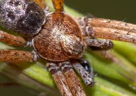 Attēlu rezultāti vaicājumam “Philodromus sp.”