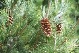 Attēlu rezultāti vaicājumam “Pinus”