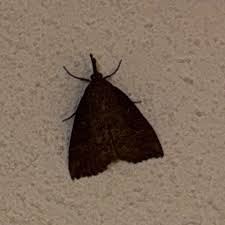 Attēlu rezultāti vaicājumam “Hypena rostralis”