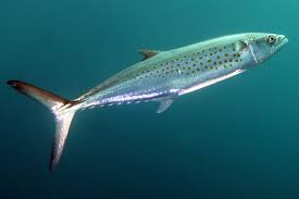 Image result for Scomberomorus maculatus