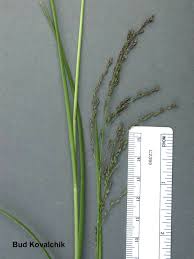 Attēlu rezultāti vaicājumam “Glyceria striata fruit”