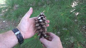 Attēlu rezultāti vaicājumam “Pinus strobus fruit”