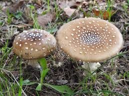 Attēlu rezultāti vaicājumam “Amanita pantherina”