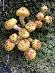 Attēlu rezultāti vaicājumam “Pholiota aurivella”