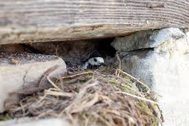 Attēlu rezultāti vaicājumam “Motacilla alba nest”