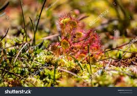 Attēlu rezultāti vaicājumam “Oxycoccus palustris flower”