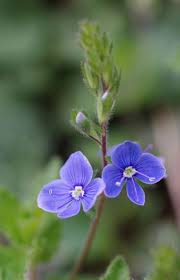 Image result for Veronica chamaedrys