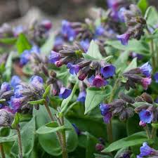 Attēlu rezultāti vaicājumam “Pulmonaria angustifolia leaf”