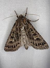 Attēlu rezultāti vaicājumam “Tholera decimalis male”