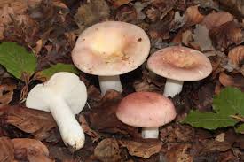 Attēlu rezultāti vaicājumam “Russula vesca”