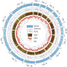 Attēlu rezultāti vaicājumam “Willkommlangea reticulata plasmodium”