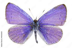 Attēlu rezultāti vaicājumam “Celastrina argiolus”