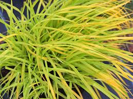 Attēlu rezultāti vaicājumam “Carex elata flower”