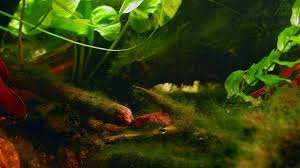 Attēlu rezultāti vaicājumam “Potamogeton perfoliatus fruit”