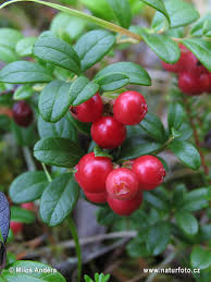 Attēlu rezultāti vaicājumam “Vaccinium vitis-idaea leaf”
