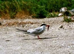 Attēlu rezultāti vaicājumam “Sterna hirundo adult”