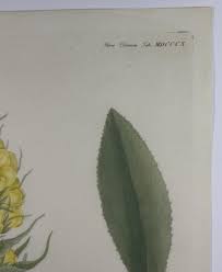 Attēlu rezultāti vaicājumam “Verbascum densiflorum leaf”