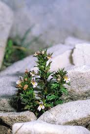 Attēlu rezultāti vaicājumam “Euphrasia”