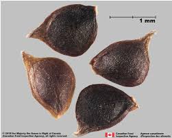 Attēlu rezultāti vaicājumam “Ranunculus acris fruit”