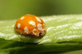 Attēlu rezultāti vaicājumam “Calvia decemguttata”