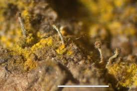 Attēlu rezultāti vaicājumam “Chaenotheca brachypoda”