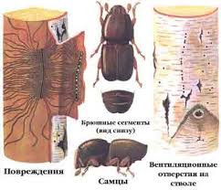 Attēlu rezultāti vaicājumam “Scolytus ratzeburgi”