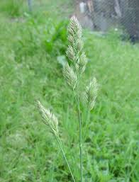 Attēlu rezultāti vaicājumam “Dactylis glomerata subsp. glomerata”