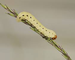 Attēlu rezultāti vaicājumam “Diprion pini female”