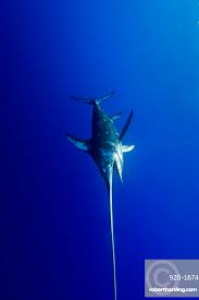 Image result for Xiphias gladius