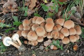 Attēlu rezultāti vaicājumam “Psathyrella lacrymabunda”