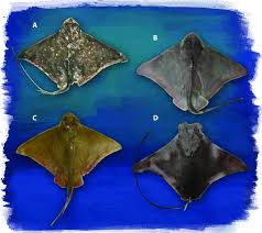 Image result for Rhinoptera brasiliensis