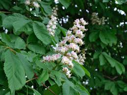 Attēlu rezultāti vaicājumam “Aesculus hippocastanum flower”