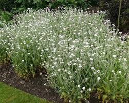 Image result for Lychnis coronaria alba