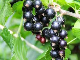 Attēlu rezultāti vaicājumam “Ribes nigrum fruit”