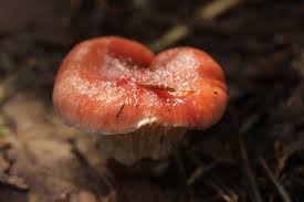 Attēlu rezultāti vaicājumam “Gomphidius roseus”