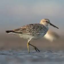 Image result for Calidris tenuirostris