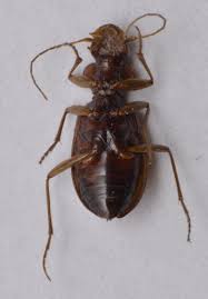 Attēlu rezultāti vaicājumam “Leistus terminatus”