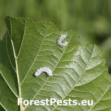 Attēlu rezultāti vaicājumam “Eriocampa ovata larva”